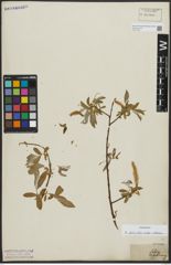 Foto von Salix alba subsp. vitellina (L.) Arcang.